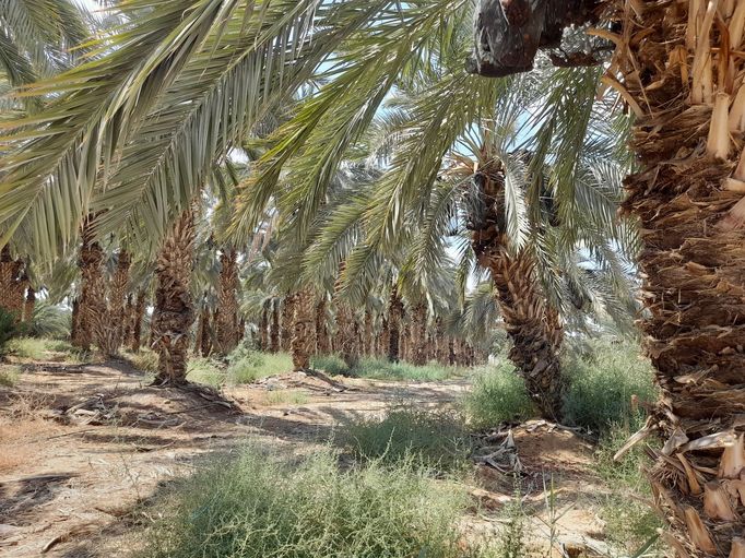 Jericho Palestina datle hospodářství