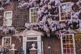 Vistárie je oblíbená popínavá rostlina, která na jaře kvete nádhernými květy. Londýnským domům dodává půvab.
