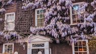 Vistárie je oblíbená popínavá rostlina, která na jaře kvete nádhernými květy. Londýnským domům dodává půvab.