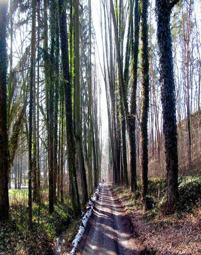 Alej na Červeném Hrádku u Sedlčan (Středočeský kraj).  "Letos v červnu jsme měli v Sedlčanech velkou vodu. Postihlo to bohužel i zámecký park," píše autorka.