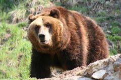 Pár kilometrů od Bratislavy spatřili dospělého medvěda