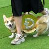 Vilnius, Corgi, pes, závody, Litva, přehlídka, zábava