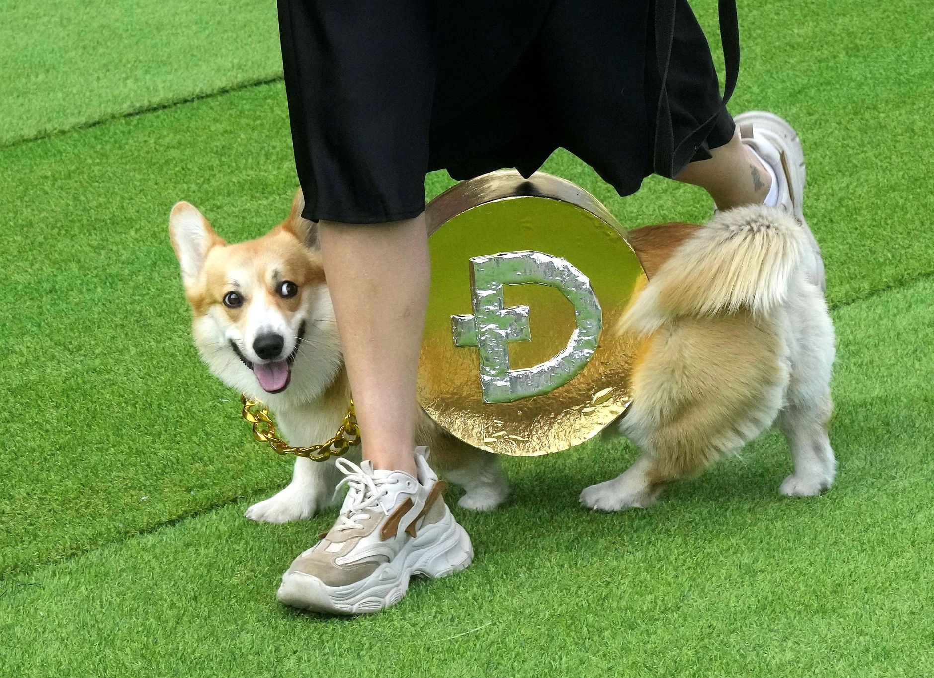 Vilnius, Corgi, pes, závody, Litva, přehlídka, zábava