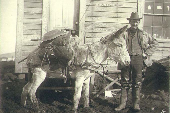 Zlatokop na Aljašce, rok 1900
