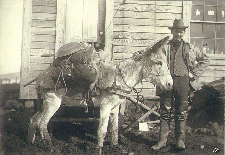 Zlatokop - USA - osel - prospektor - Aljaška - 1900