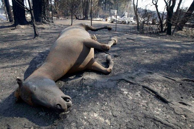 Ohořelé torzo koně leží bezmocně uprostřed popela na cestě od Kinglake, severovýchodně od Melbourne.