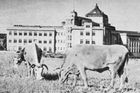 Pasoucí se krávy nedaleko dnešního Vítězného náměstí v Dejvicích. Nedatovaný snímek.