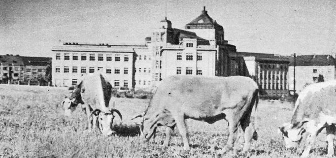 Pasoucí se krávy nedaleko dnešního Vítězného náměstí v Praze-Dejvicích. Nedatovaný snímek.