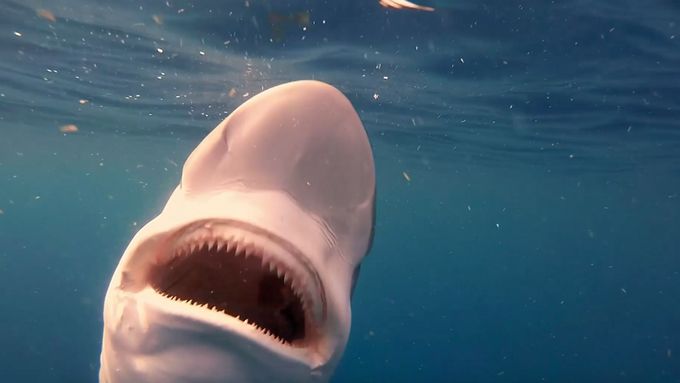 Potápěč se zanořil při krmení žraloků. Celý jeho průběh natočil na kameru