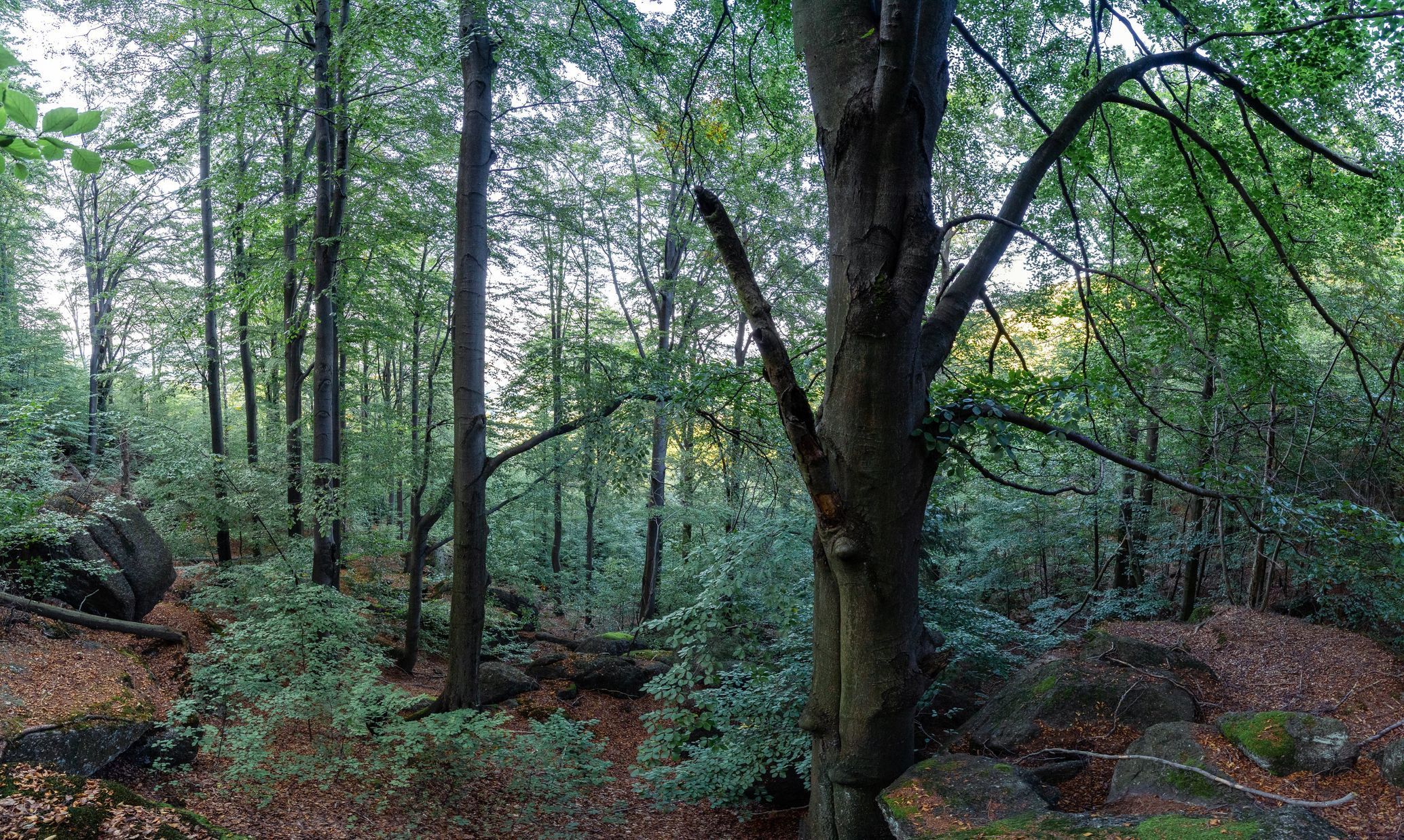 Jizerskohorské bučiny