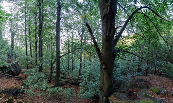 Jizerskohorské bučiny.