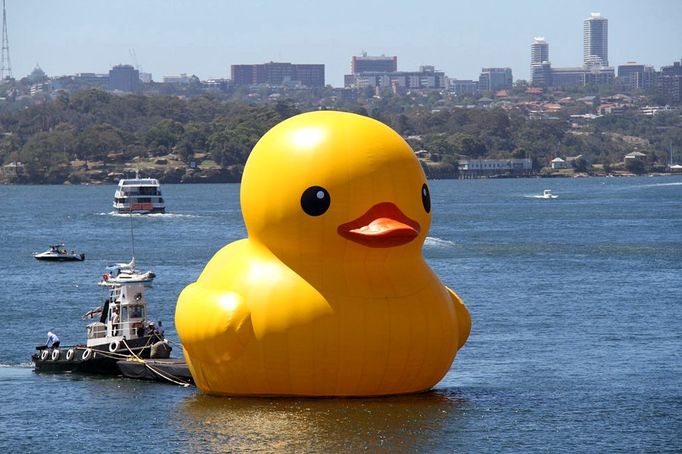 Giant rubber duck arrives in Darling Harbour in Sydney Sydney, Australia. 5th January 2013 -- The giant yellow rubber duck starts to move towards its destination - the southern end of Darling Harbour. -- The first day of the Sydney Festival 2013, which runs from 5 27 January, saw the arrival of a giant yellow rubber duck in Darling Harbour. The rubber duck is a 15 x 15 meter artwork by Dutch artist Florentijn Hofman.