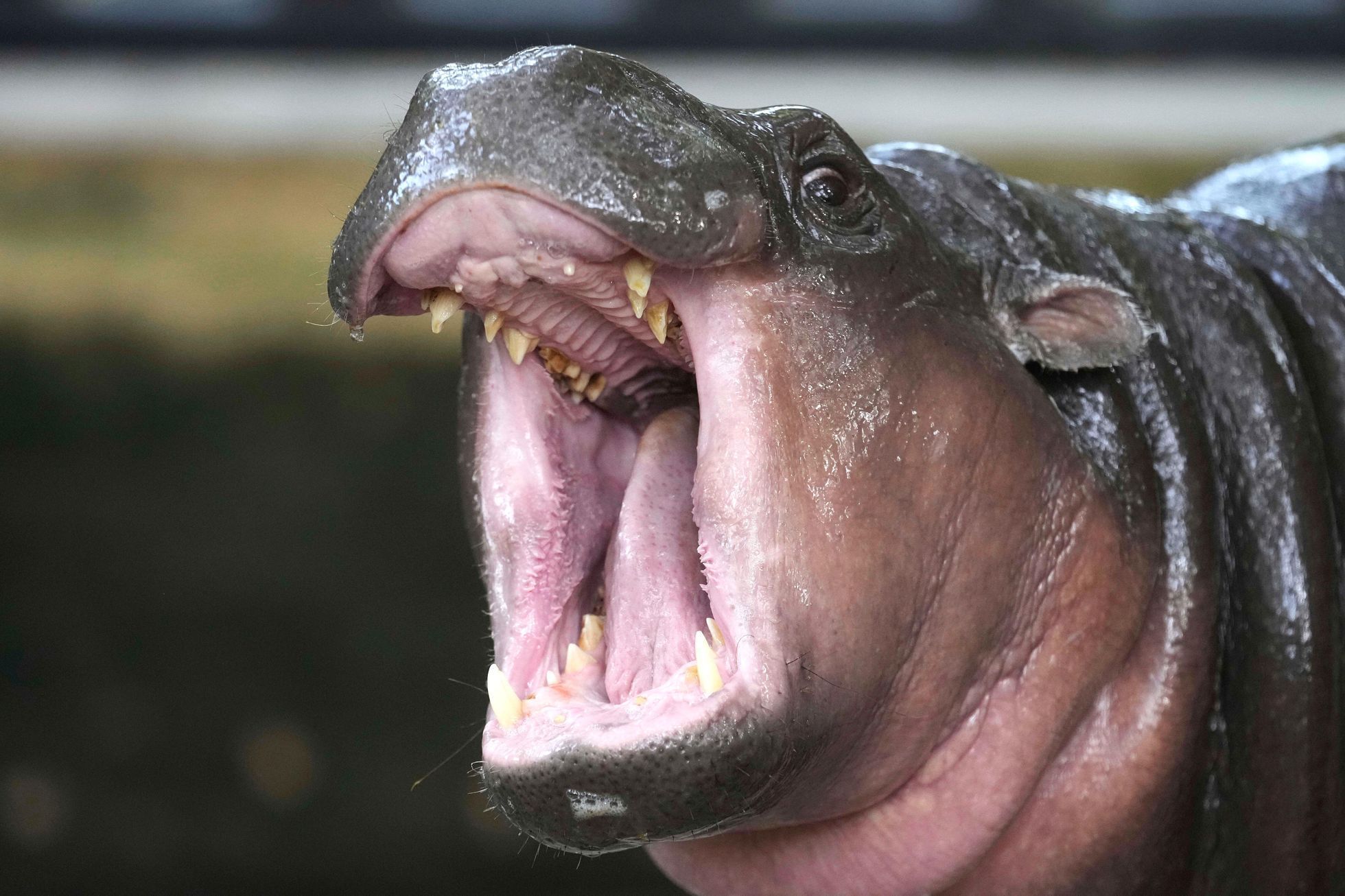 trpasličí hrošice, Moo Deng, ZOO, Thajsko