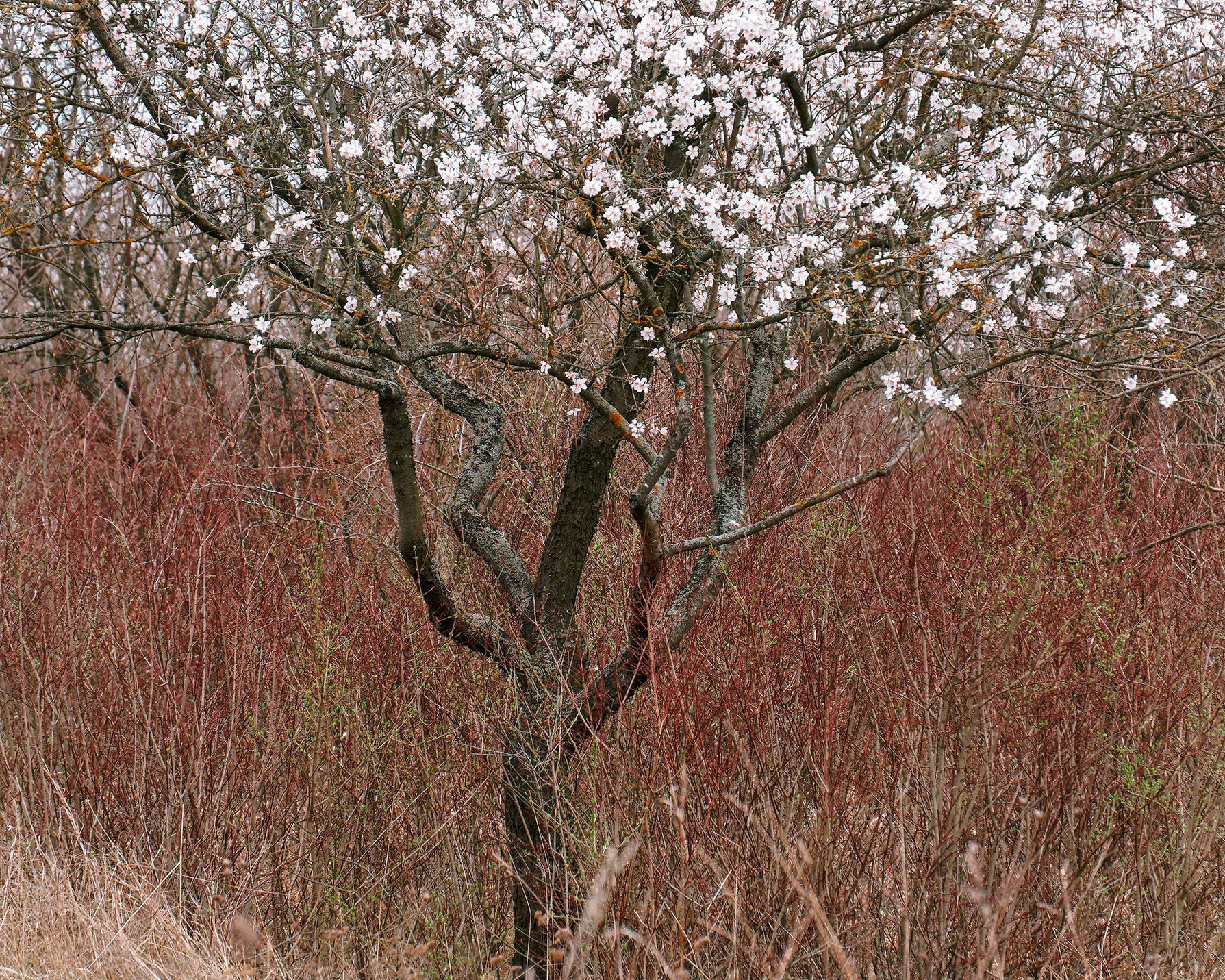 Mandloňové sady v Hustopečích v plném květu, březen 2024