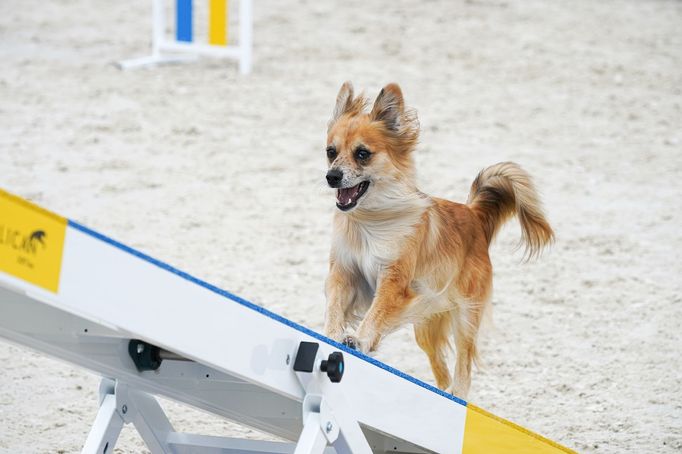 Mezinárodní kynologické závody Prague Agility Party 2022, závodiště Velká Chuchle