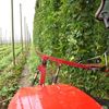 Chmelnice Kozojedy, chmel, Eminger, Kozojedy, sklizeň