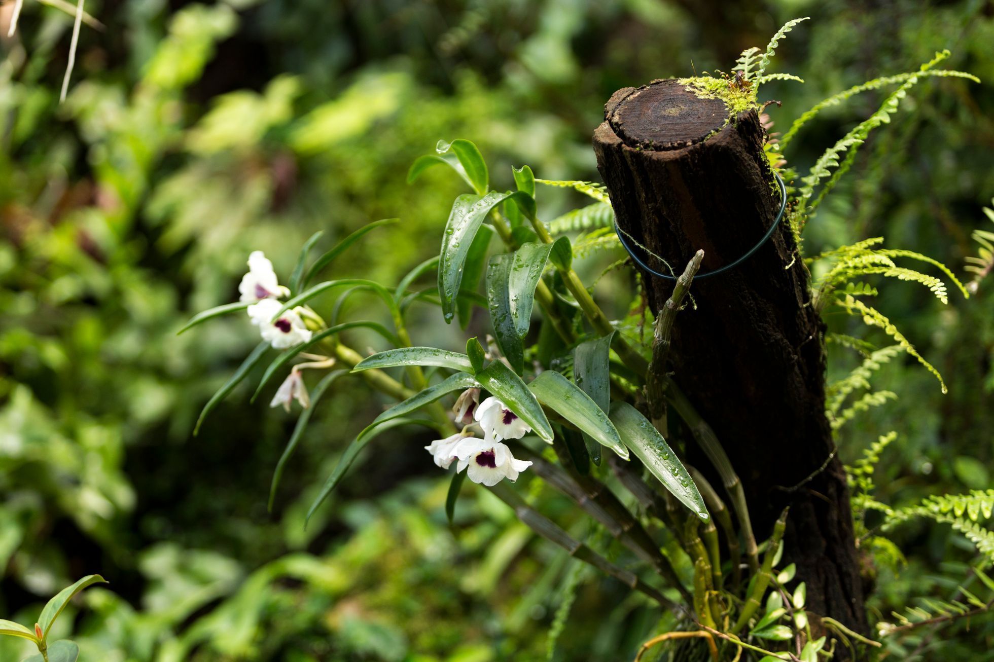 Výstava orchidejí v botanické zahradě