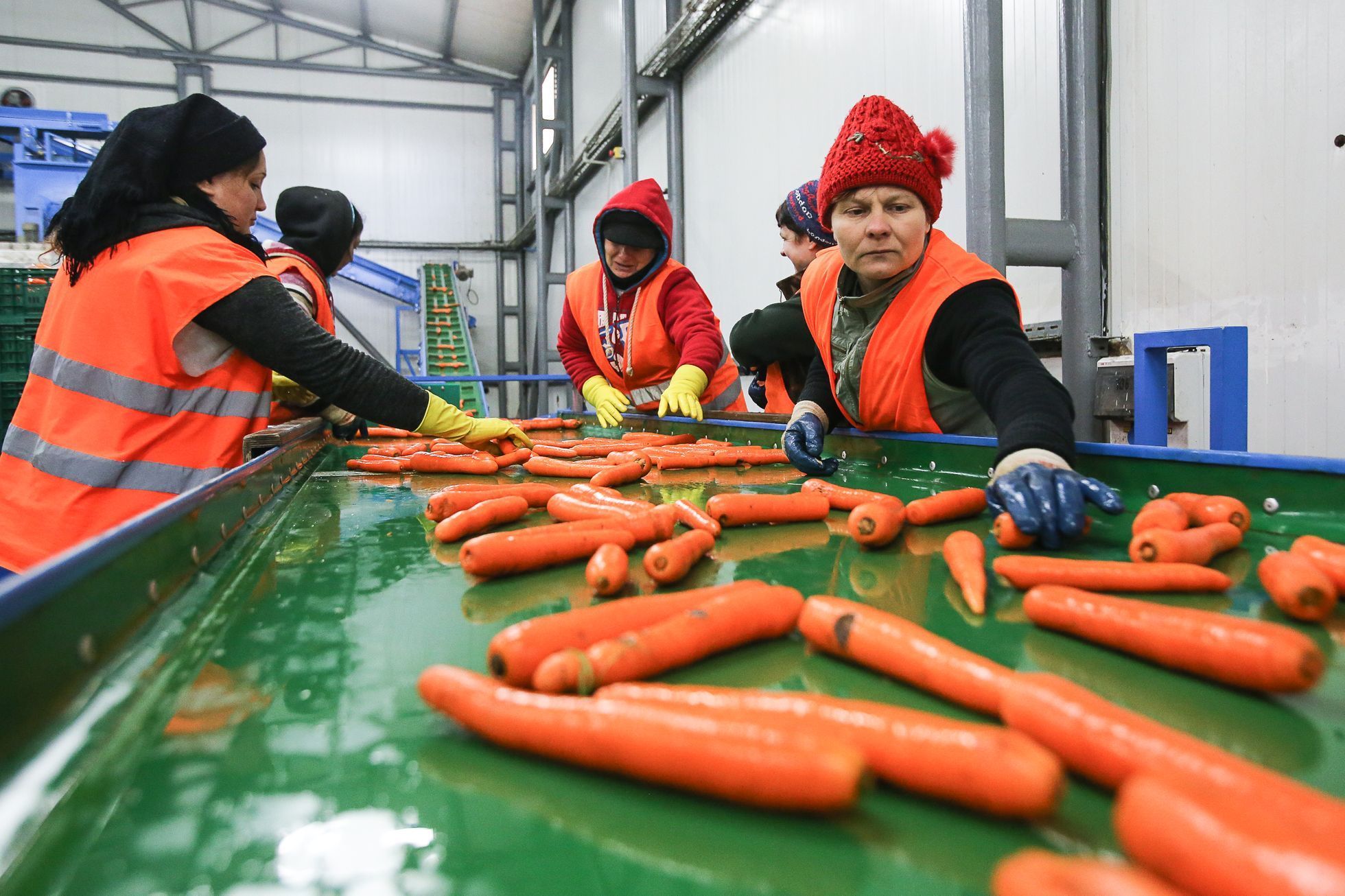 Křivá zelenina, 2. jakost, Odbytové družstvo Polabí - dodavatel zeleniny pro Tesco
