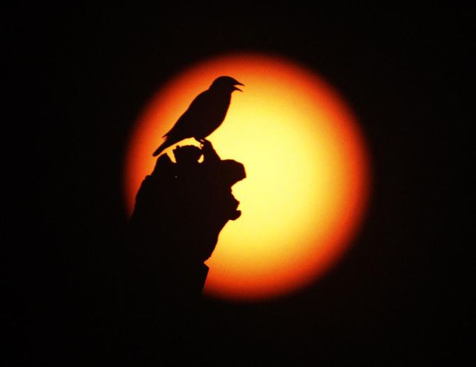 A bird stands on the Martyrs' Statue as the planet Venus makes its transit across the Sun as seen from Beirut June 6, 2012. Venus made a slow transit across the face of the sun on Tuesday, the last such passing that will be visible from Earth for 105 years. REUTERS/Jamal Saidi (LEBANON - Tags: SCIENCE TECHNOLOGY SOCIETY ANIMALS) Published: Čer. 6, 2012, 7:38 dop.