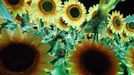 Revellers from the Vila Isabel samba school participate in the annual Carnival parade in Rio de Janeiro's Sambadrome, February 12, 2013. REUTERS/Sergio Moraes (BRAZIL - Tags: SOCIETY) Published: Úno. 12, 2013, 8:02 dop.