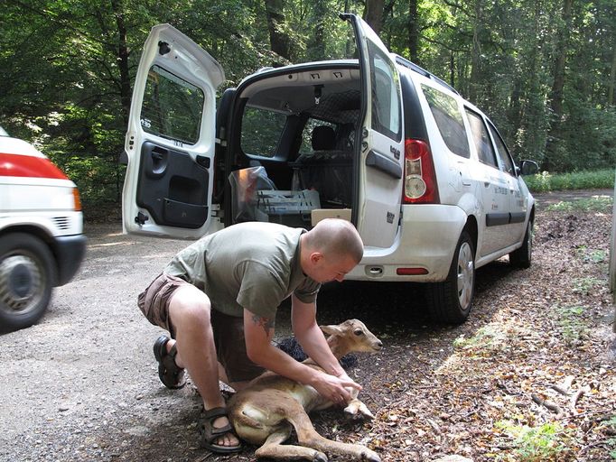 Pracovník Pražské zvířecí záchranky pomáhá mláděti muflona, který si zlomil nohu v areálu krčské nemocnice. V těchto místech se pohybuje stádo asi čtyřiceti muflonů, kteří se sem stahují z přilehlého Krčského lesa. Muflon se zlomeninou léčil několik měsíců a nakonec skončil v oboře.