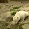Medvěd Knut v Berlínské ZOO