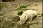 Lední medvěd Knut, hvězda berlínské zoologické zahrady
