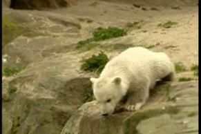 Lední medvěd Knut, hvězda berlínské zoologické zahrady