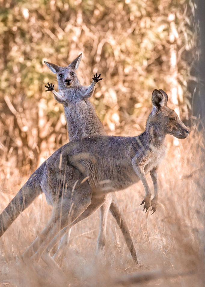 Vítězové soutěže Comedy Wildlife Photography Awards 2023