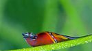 Rosenstiel School 2012 Underwater Photography Contest Best Overall Ximena Olds Headshield slug Chelidonura hirundinina – St. Thomas, USVI