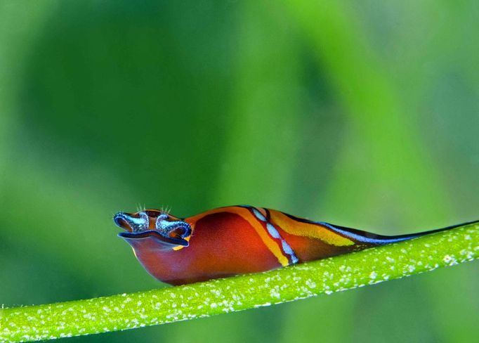 Rosenstiel School 2012 Underwater Photography Contest Best Overall Ximena Olds Headshield slug Chelidonura hirundinina – St. Thomas, USVI