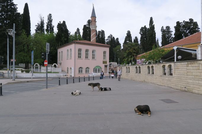 Psi a kočky v ulicích Istanbulu.