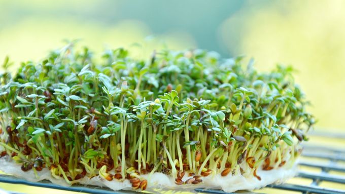 Řeřicha, ilustrační foto