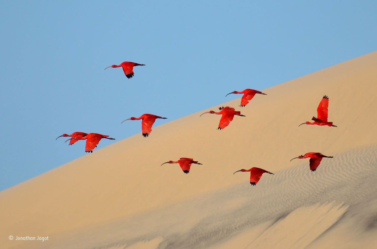 Wildlife Photographer of the Year 2015