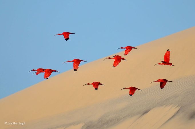 Wildlife Photographer of the Year 2015