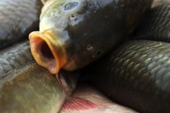 Na Zlínsku uhynuly stovky ryb, případ řeší policie
