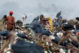 Ptáci marabu hledají mezi plastovým odpadem potravu.