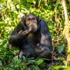 Vítězné fotografie ze soutěže Nikon Comedy Wildlife Awards 2024