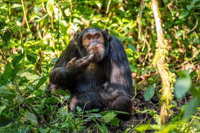 Vítězné fotografie ze soutěže Nikon Comedy Wildlife Awards 2024