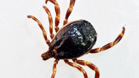 Nebezpečná klíšťata. Jak je správně vytáhnout a proč na ně nikdy nesahat