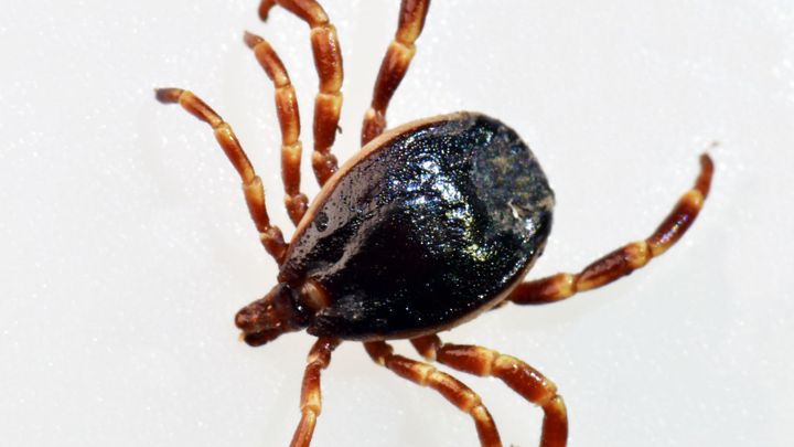Doktore, poraďte! Jak správně vytáhnout klíště?; Zdroj foto: Akademie věd ČR
