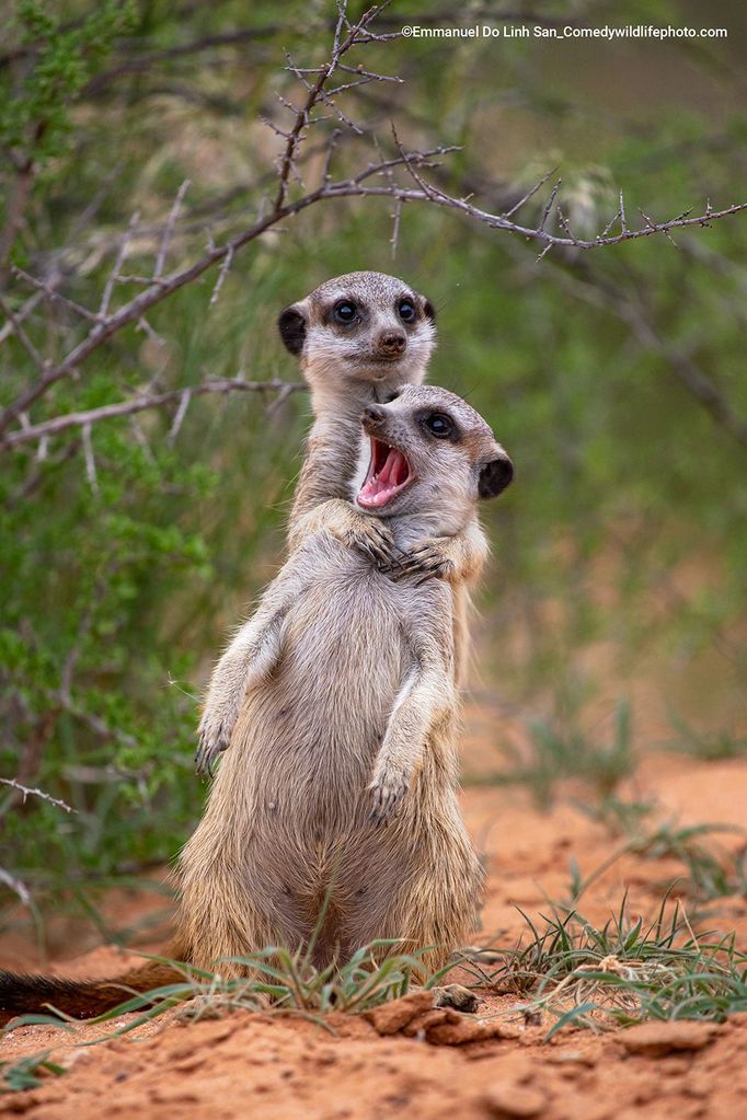 Vítězové soutěže Comedy Wildlife Photography Awards 2022