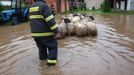 Úterní záchrana ovcí a jehňat v Pamětníku u Chlumce nad Cidlinou na Hradecku.