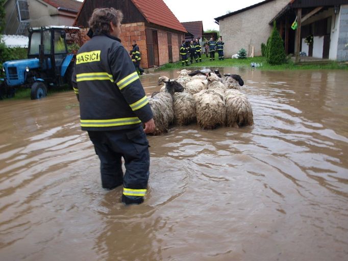 Úterní záchrana ovcí a jehňat v Pamětníku u Chlumce nad Cidlinou na Hradecku.