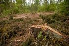 Polsko musí přestat s kácením v Bělověžském pralese, jinak mu hrozí pokuta 100 tisíc eur denně