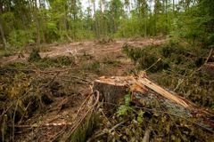 Polsko porušuje práva unie těžbou v Bělověžském pralese, uvedl generální advokát