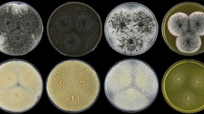 Kolonie druhu Aspergillus hubkae kultivované 7 dní v různých agarových médiích.