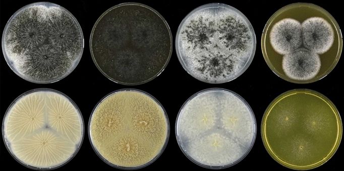 Kolonie druhu Aspergillus hubkae kultivované 7 dní v různých agarových médiích.