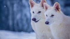 Romulus a Remus - pravlci