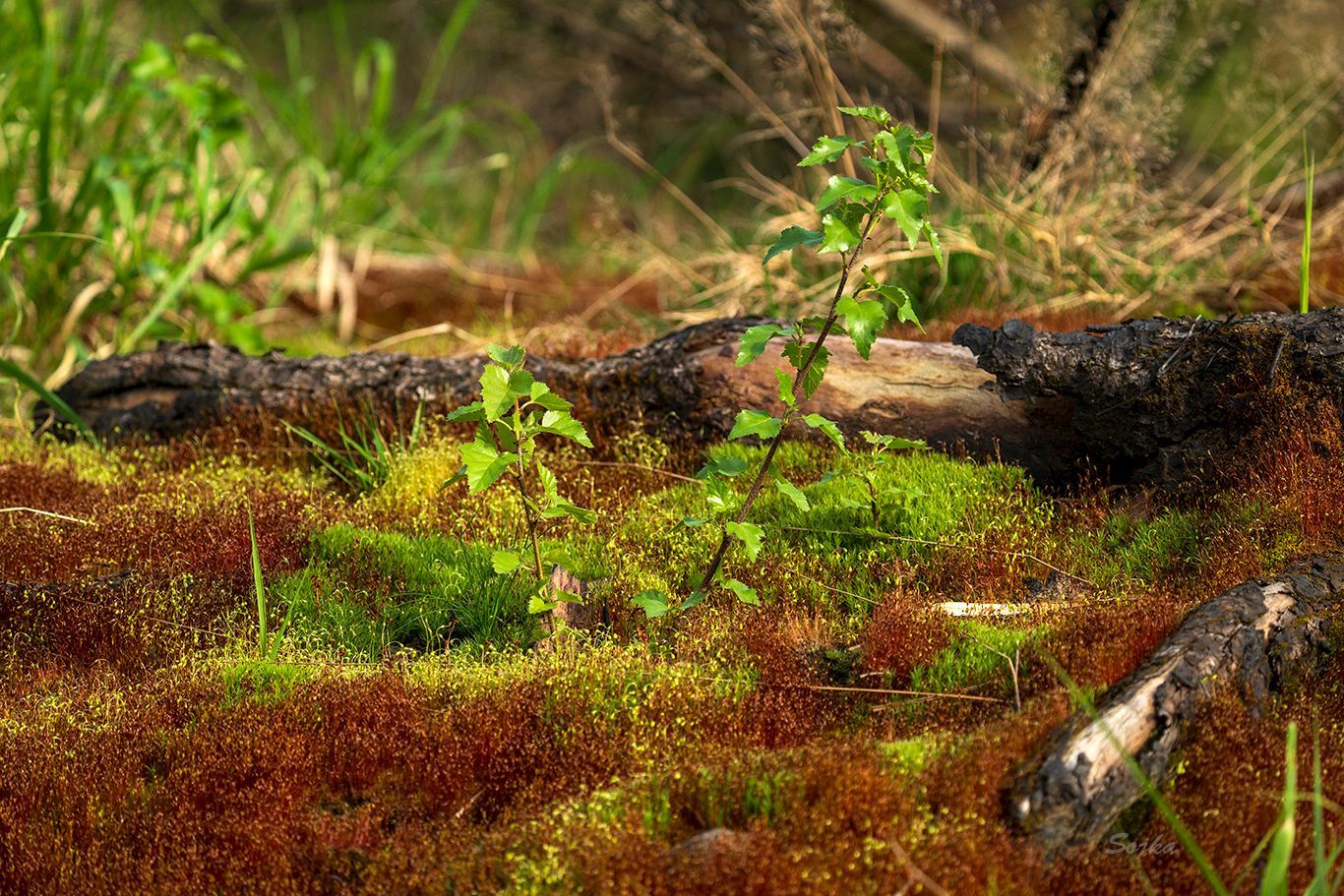 NP České Švýcarsko